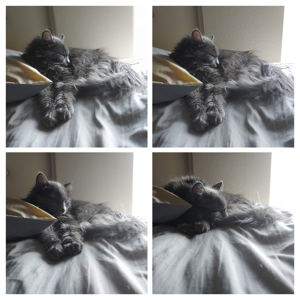 Ms kitty.  The queen